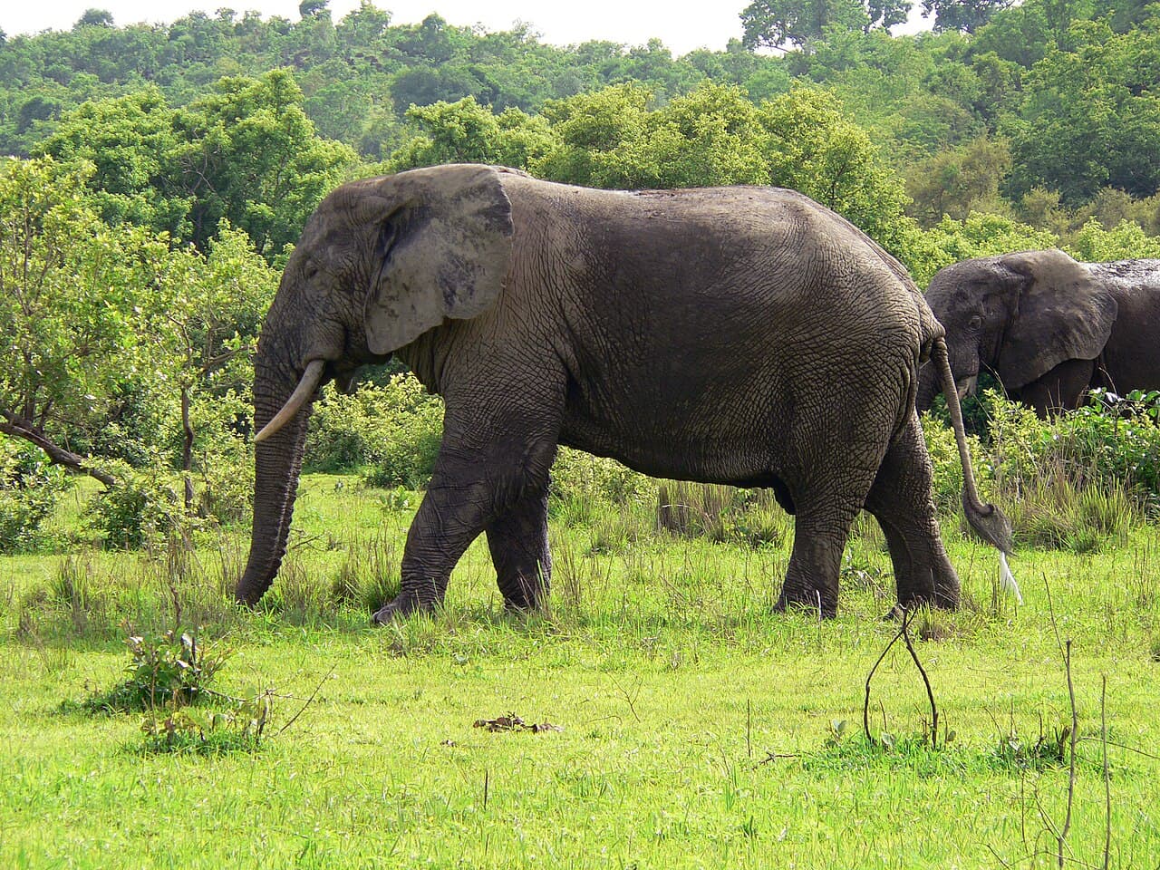 Wildlife and savannah at Mole National Park, Ghana